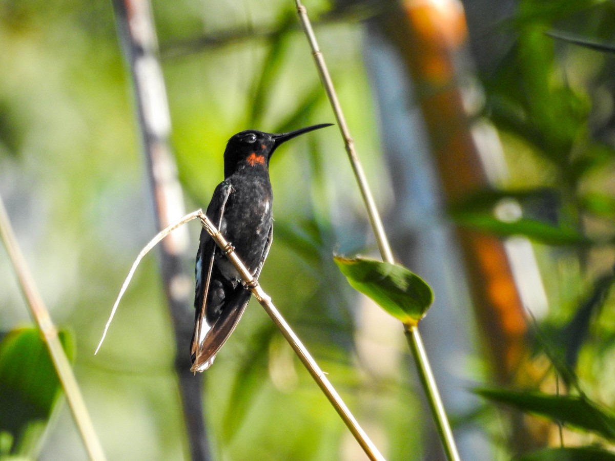 Black Jacobin - ML638533811