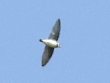 Bank Swallow - ML638533873