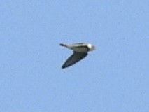 Bank Swallow - ML638533874