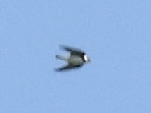 Bank Swallow - ML638533875