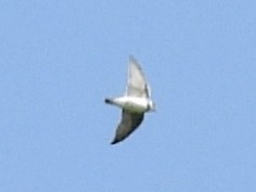 Bank Swallow - ML638533876