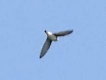 Bank Swallow - ML638533877