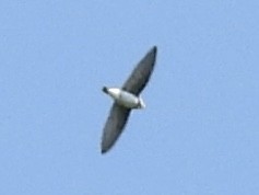 Bank Swallow - ML638533878