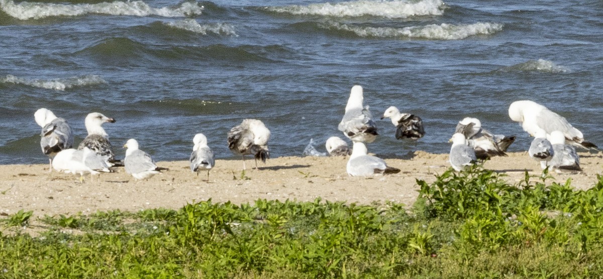 Lesser Black-backed Gull - ML638533896