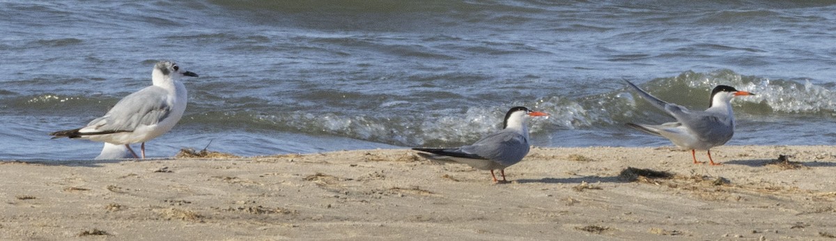 Forster's Tern - ML638533906