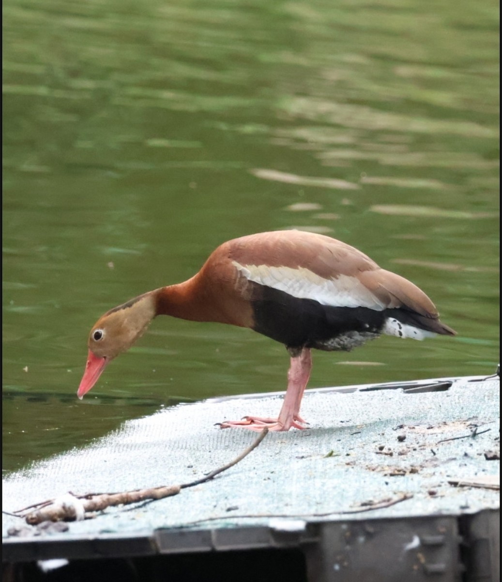 Black-bellied Whistling-Duck - ML638533913