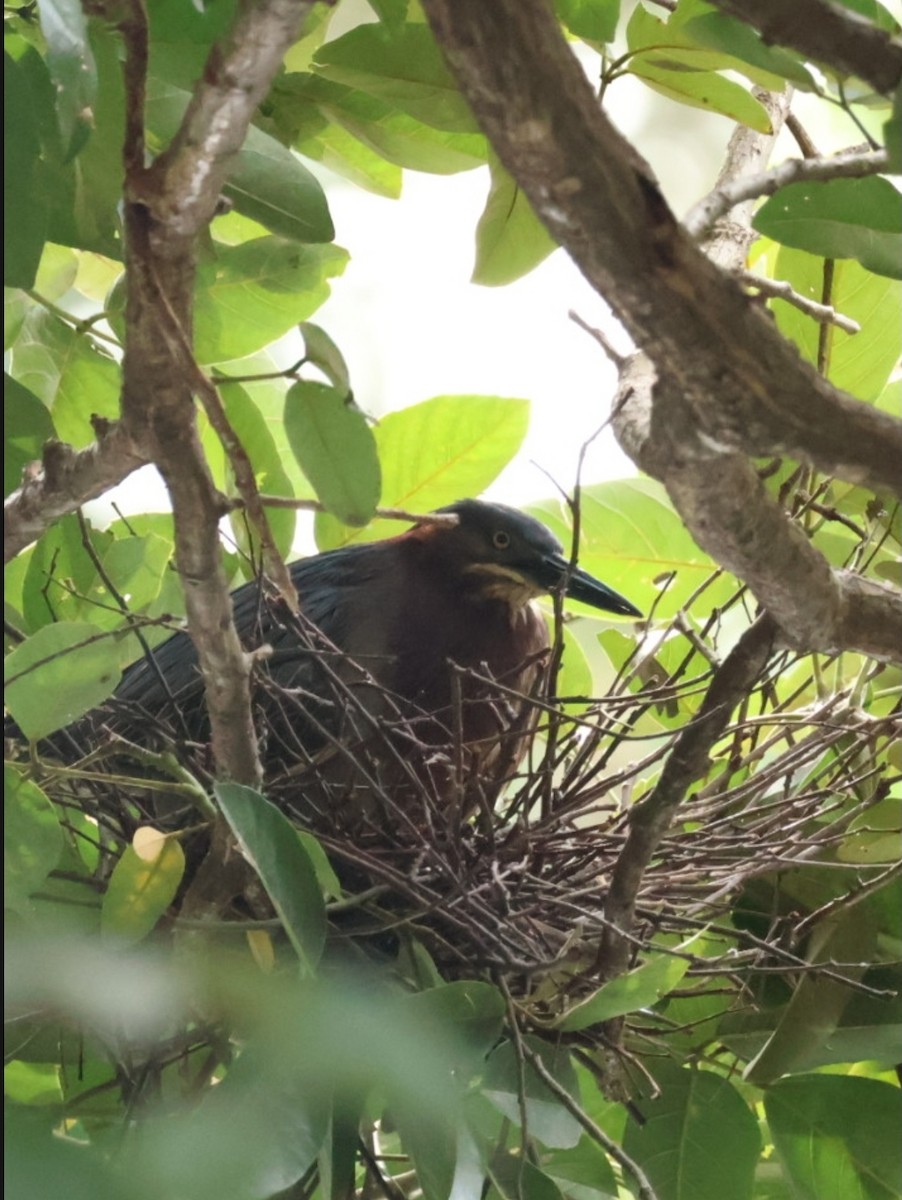Green Heron - ML638533937