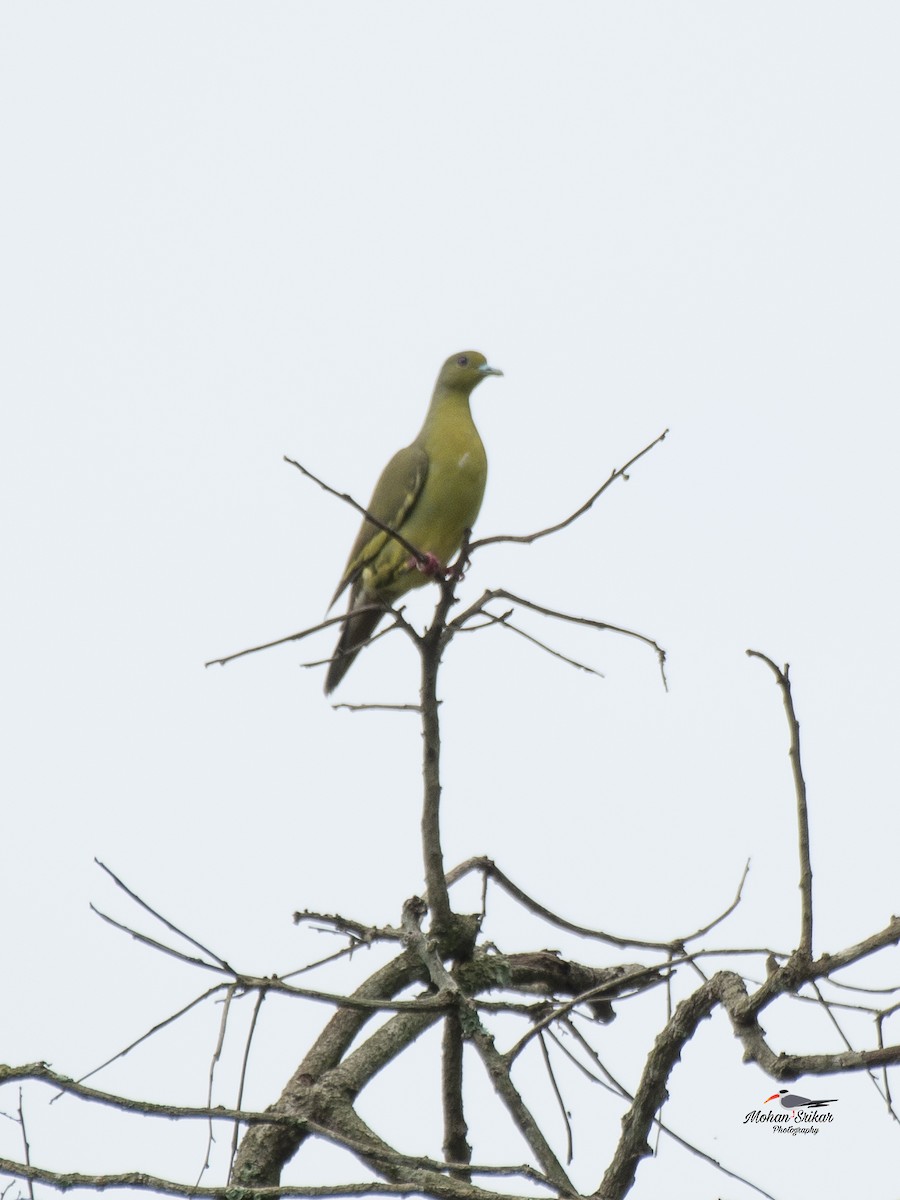 Orange-breasted Green-Pigeon - ML638533959