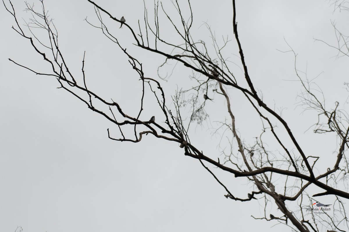 Crested Treeswift - ML638533965