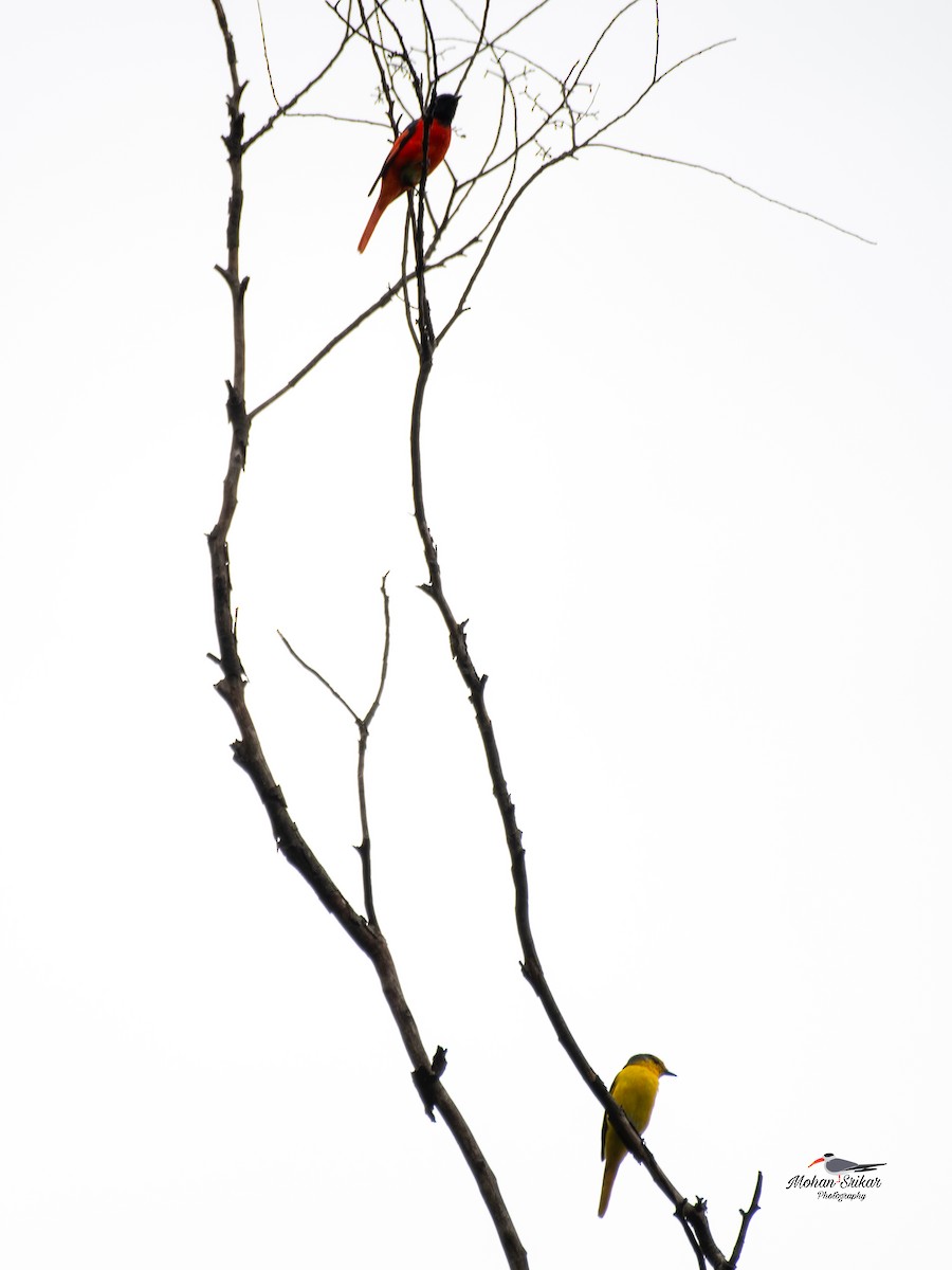 Scarlet Minivet - ML638533972