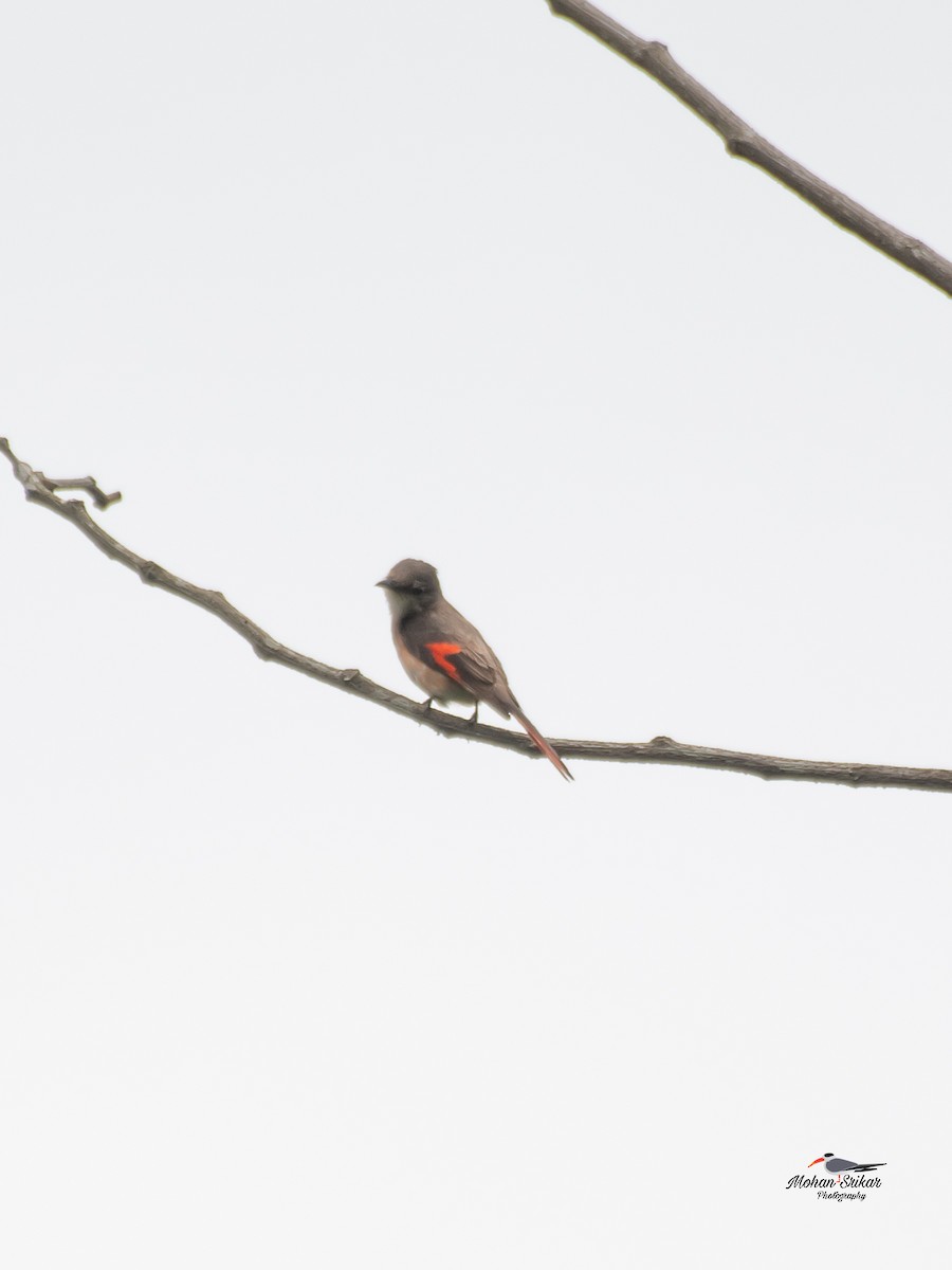 Rosy Minivet - ML638533975