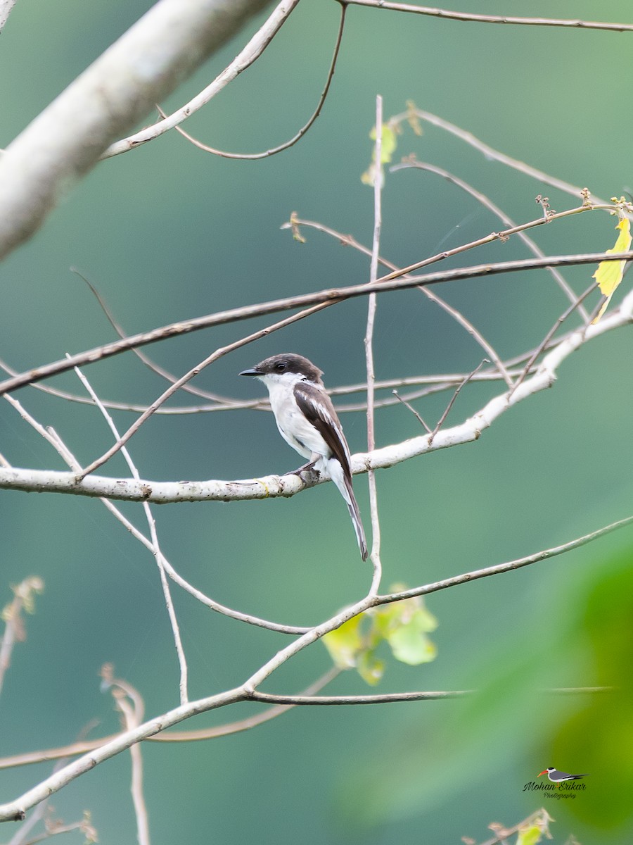 Bar-winged Flycatcher-shrike - ML638533979
