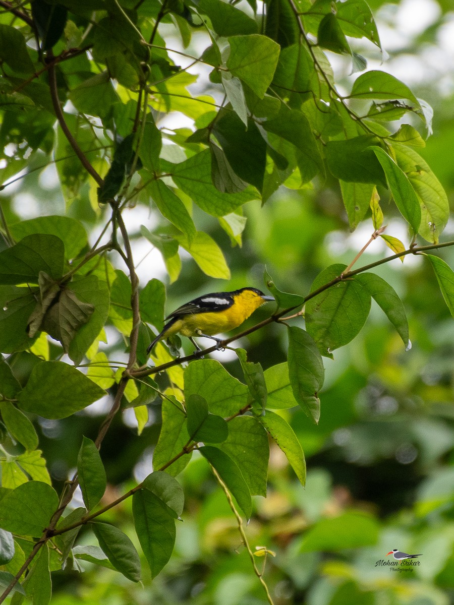 Common Iora - ML638533984
