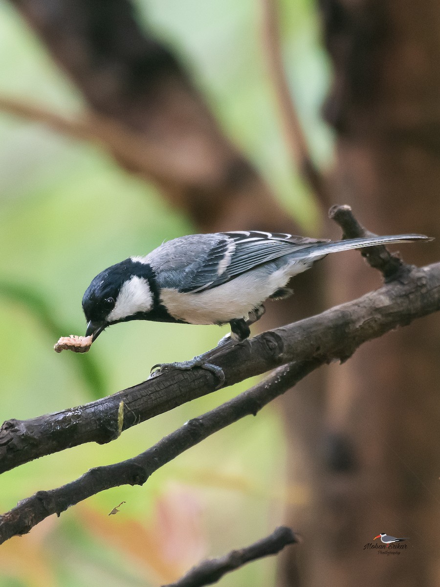 Asian Tit (Cinereous) - ML638533987