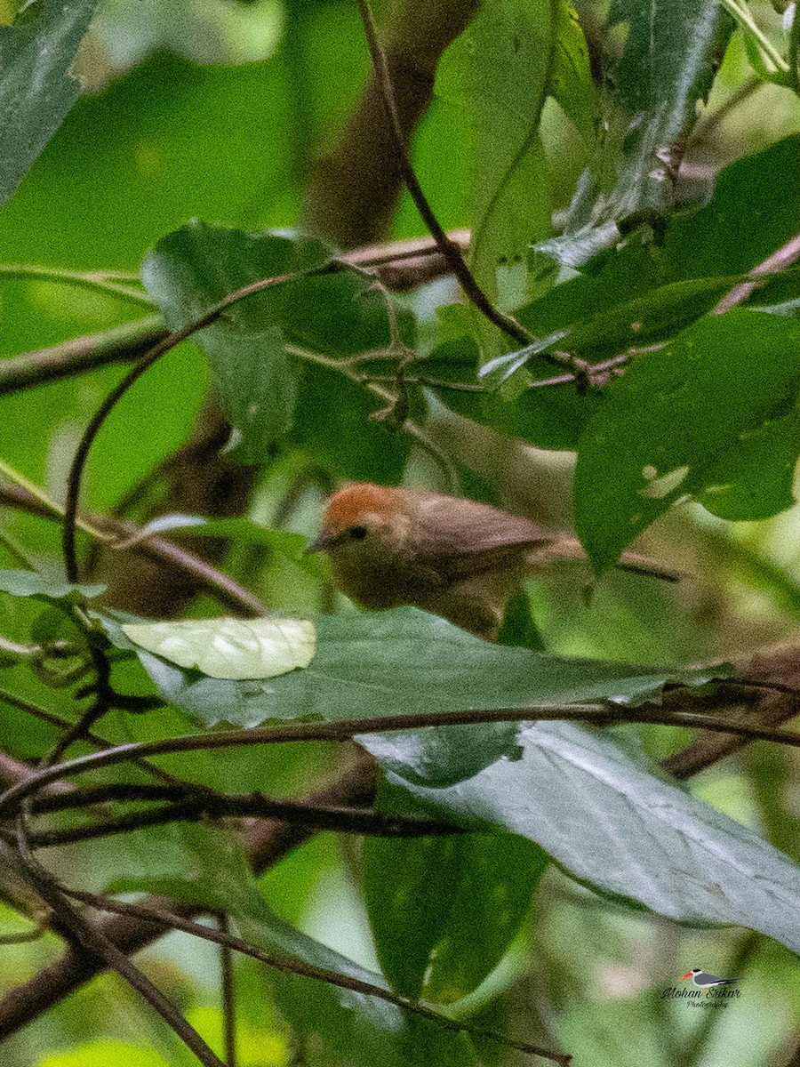Rufous-fronted Babbler - ML638534002