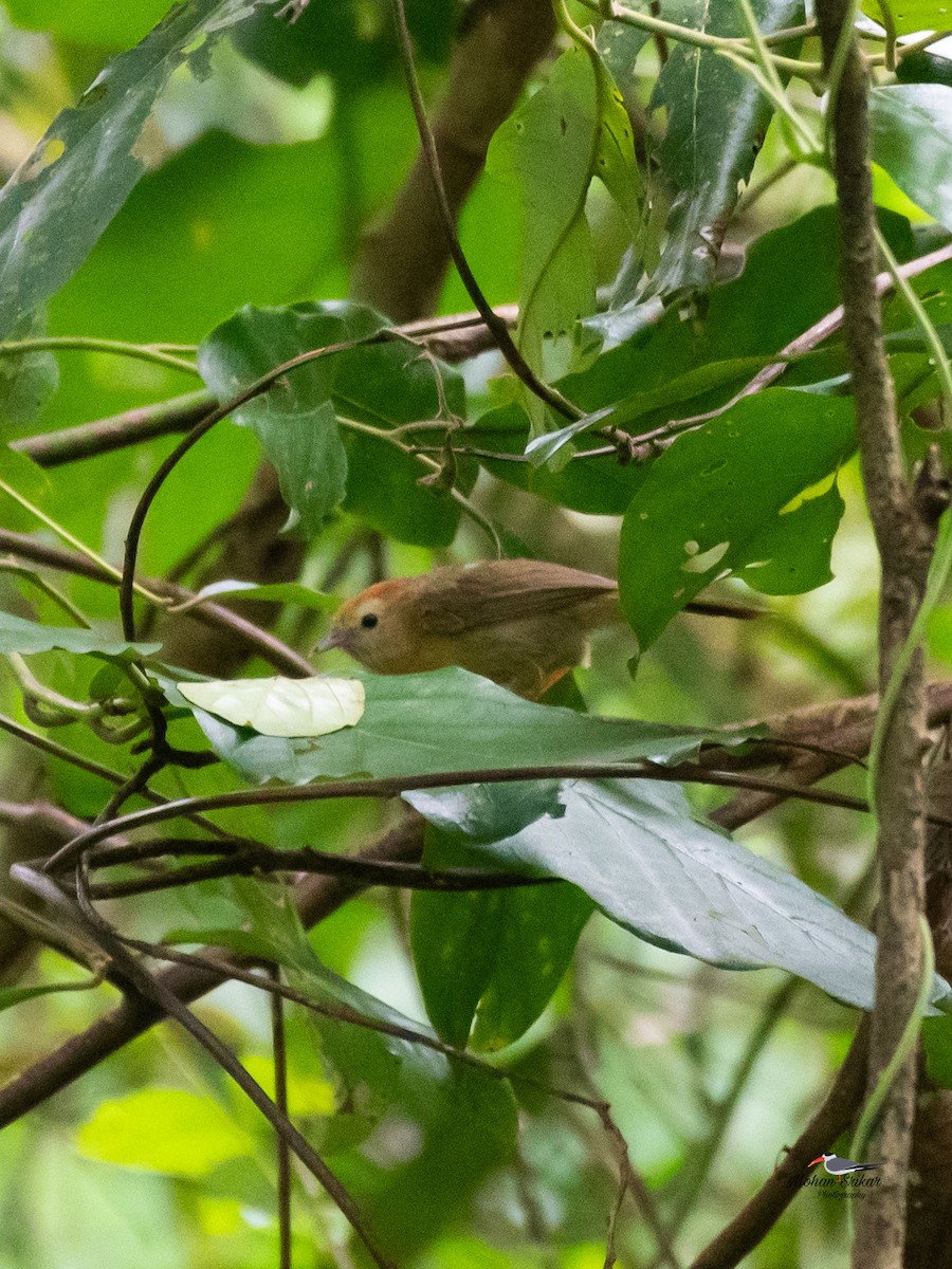 Rufous-fronted Babbler - ML638534003