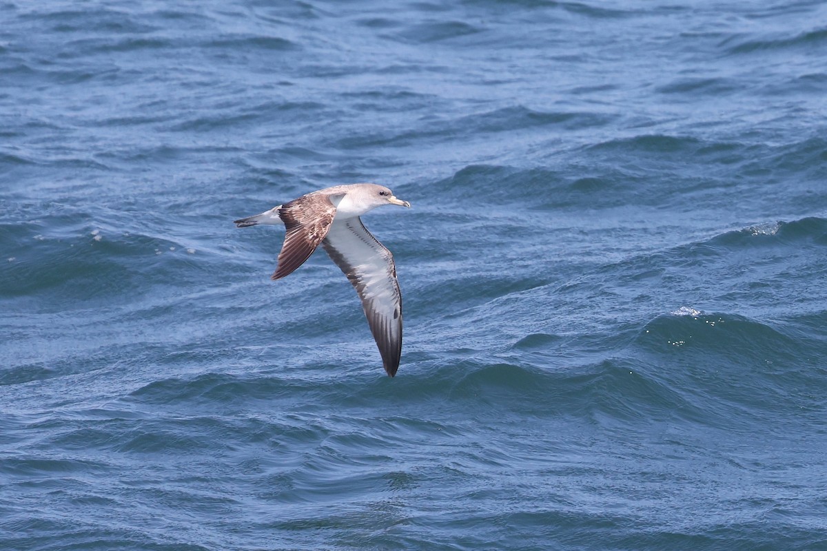 Scopoli's Shearwater - ML638534005