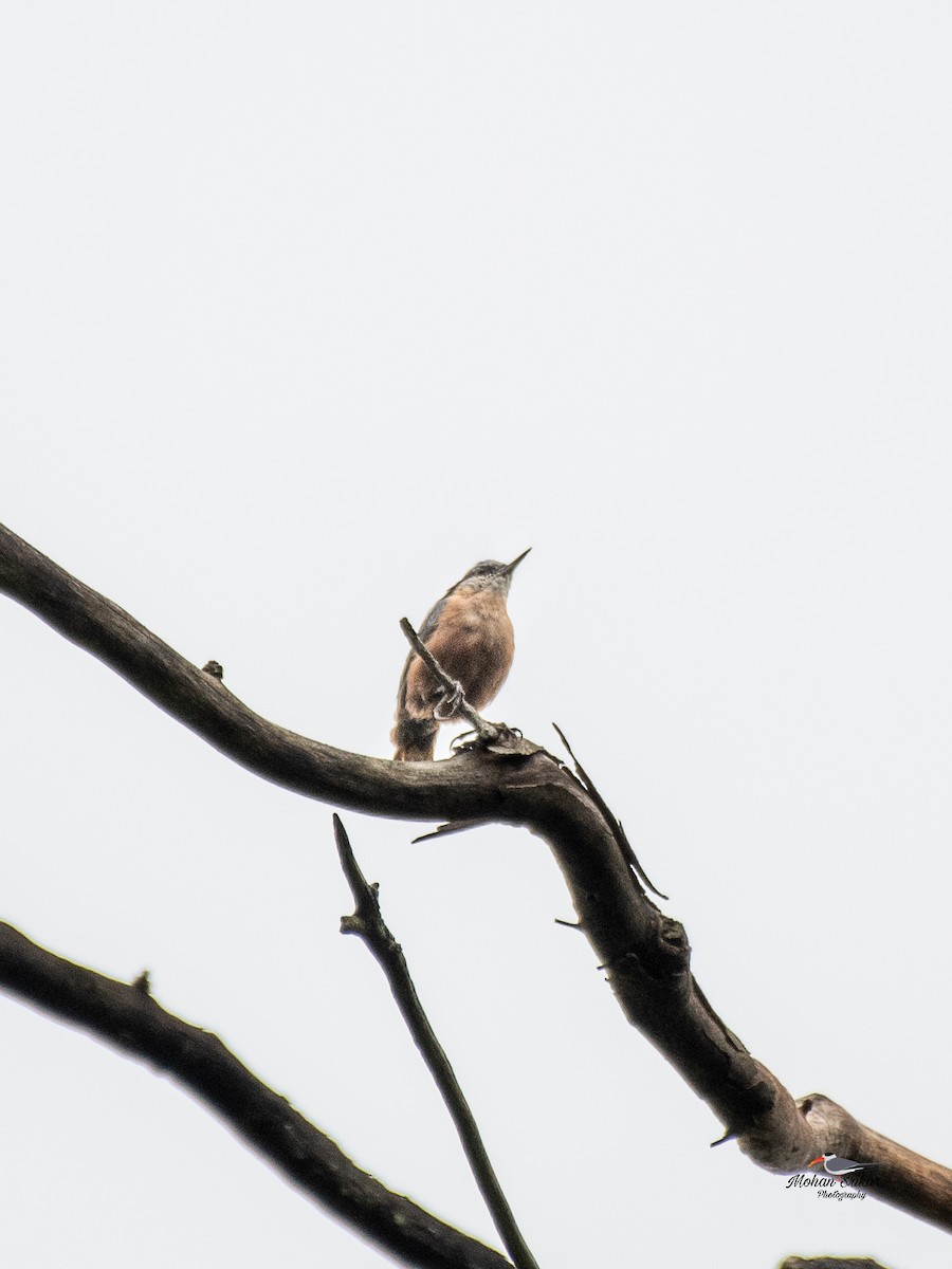 Indian Nuthatch - ML638534006