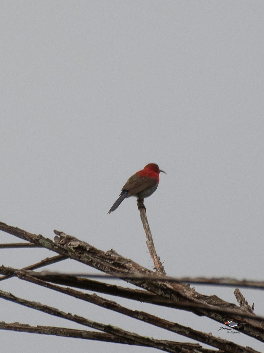 Crimson Sunbird - ML638534014