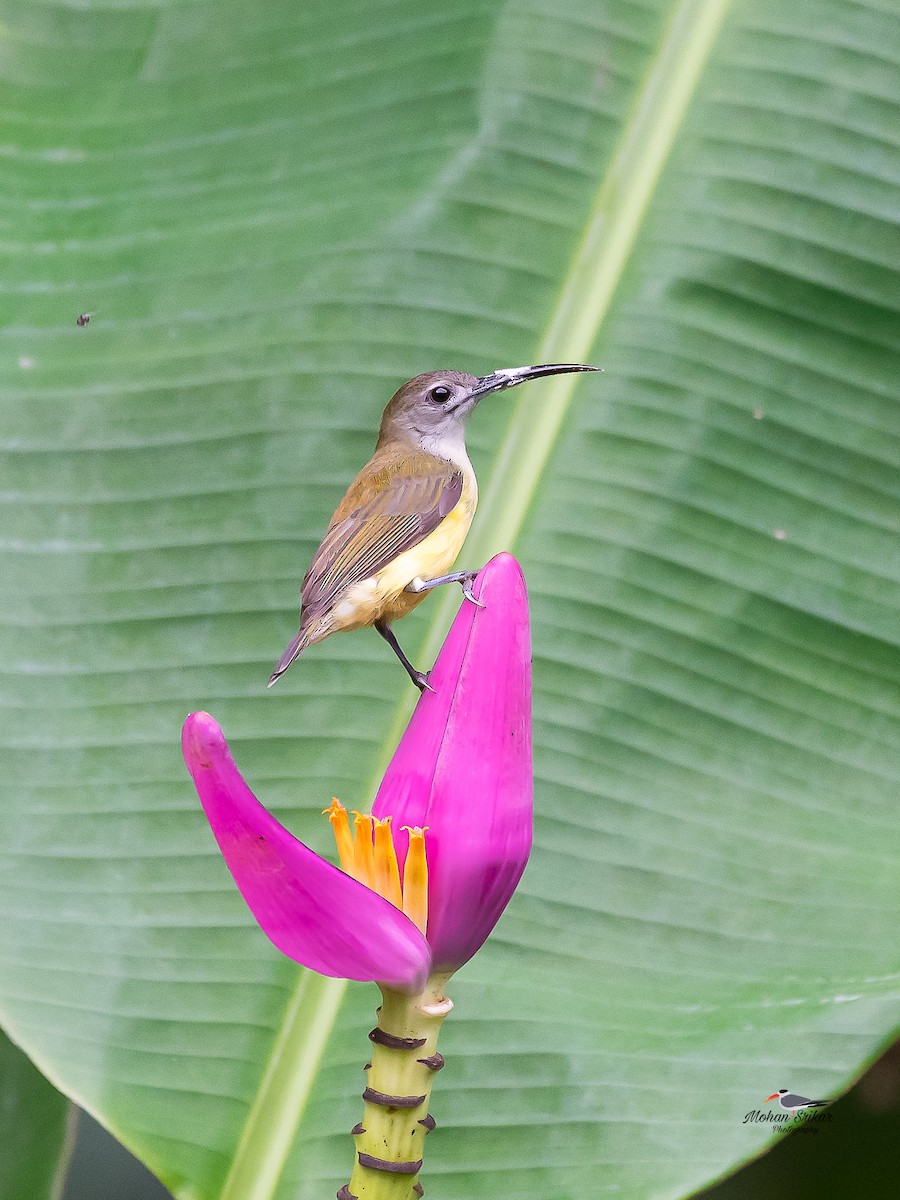 Little Spiderhunter - ML638534015