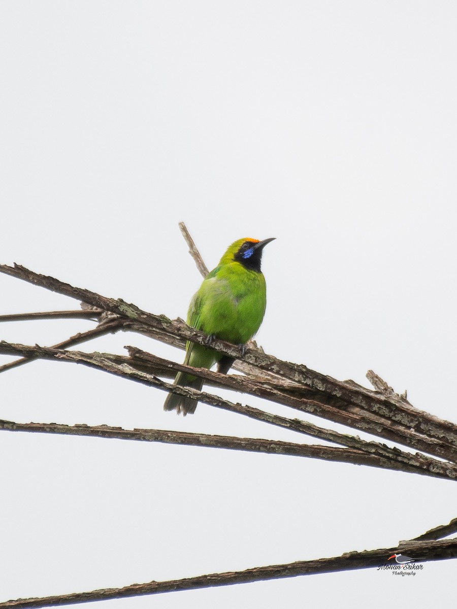Golden-fronted Leafbird - ML638534023