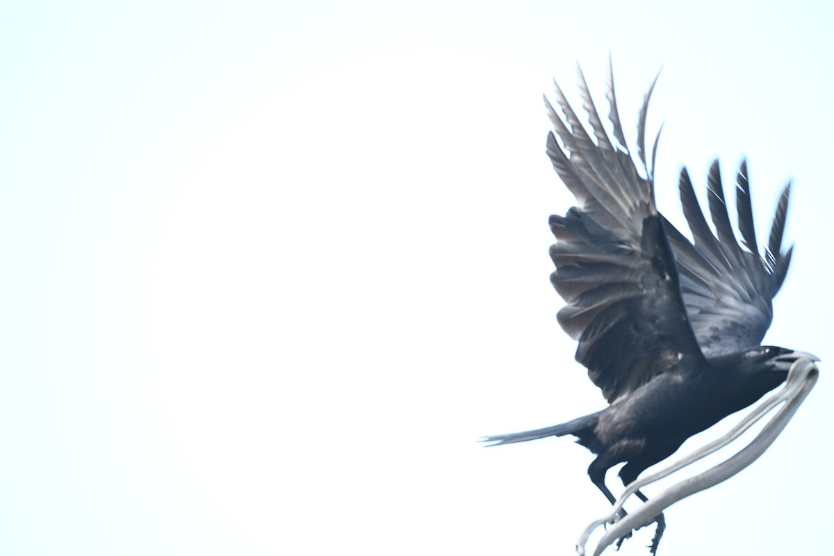 Cuban Crow - ML638534036