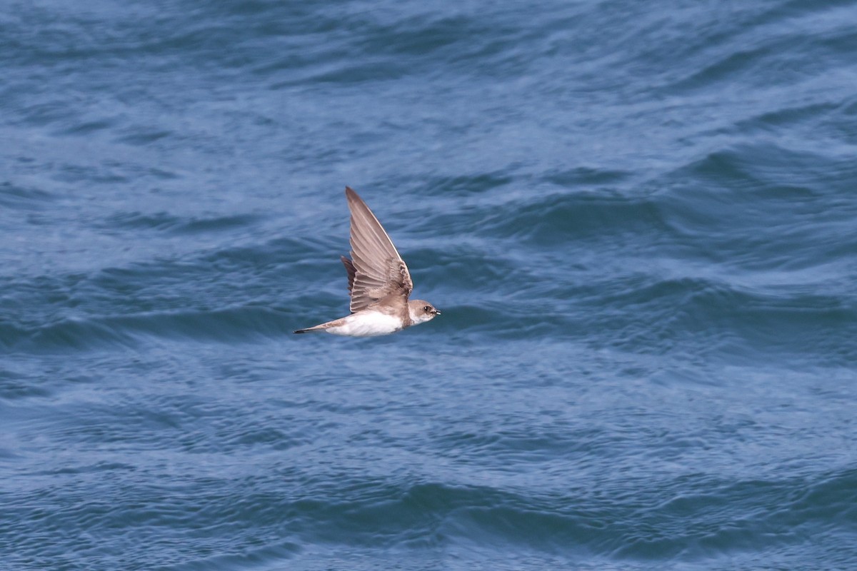 Bank Swallow - ML638534062
