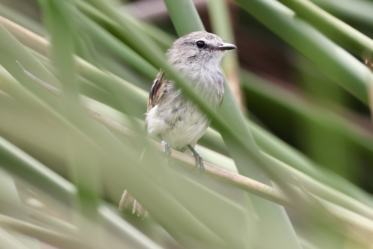 Mouse-gray Flycatcher - ML638534073
