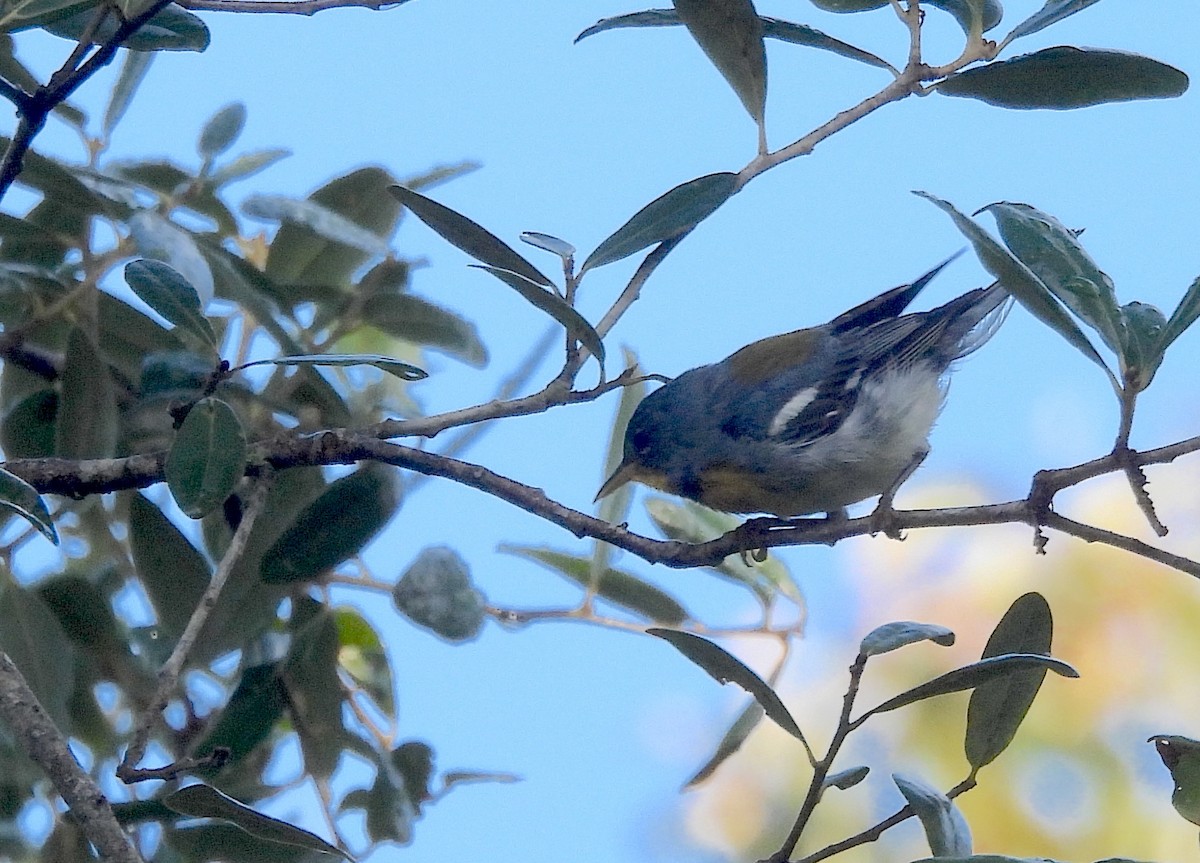 Northern Parula - ML638534095