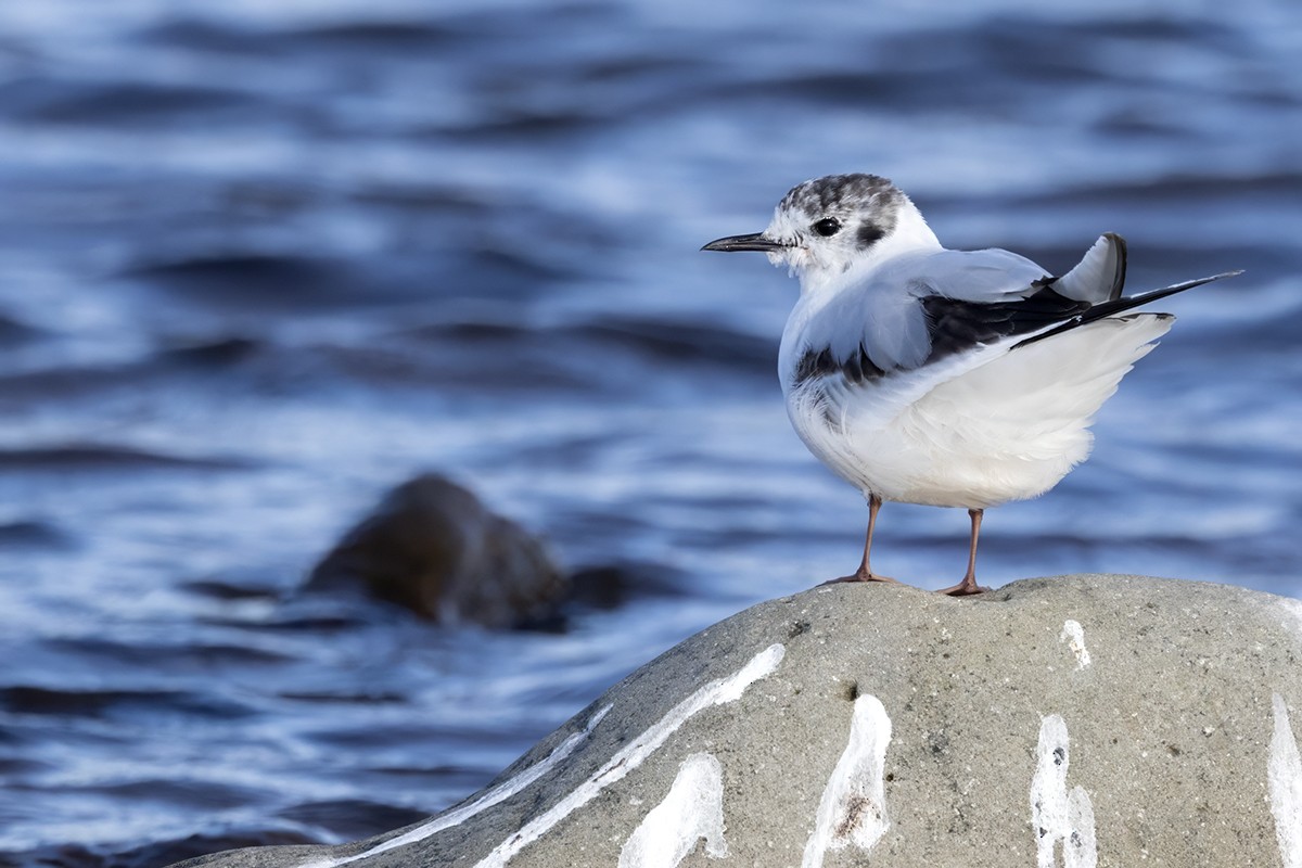 Little Gull - ML638534109