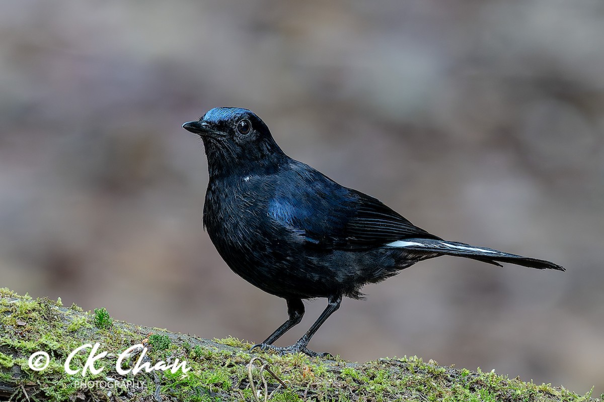White-tailed Robin - ML638534110