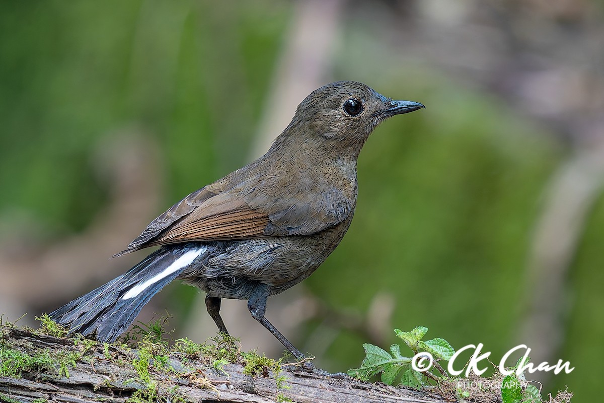 White-tailed Robin - ML638534111