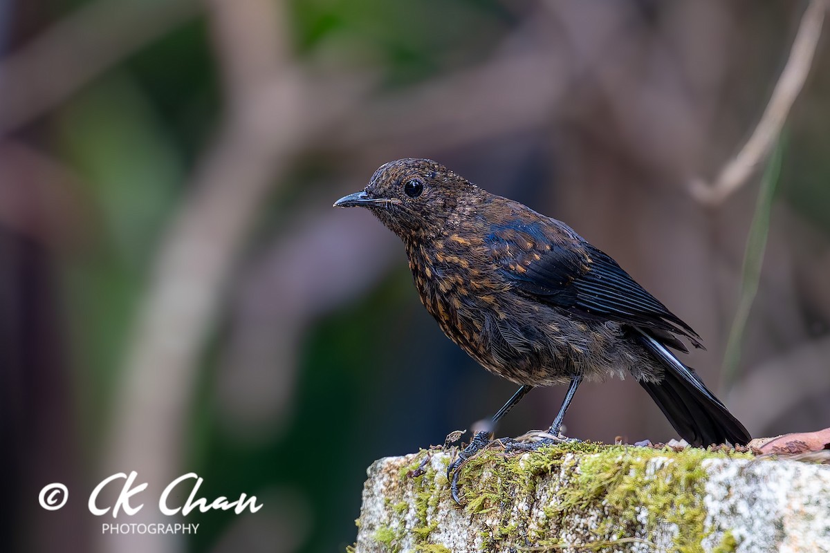 White-tailed Robin - ML638534113