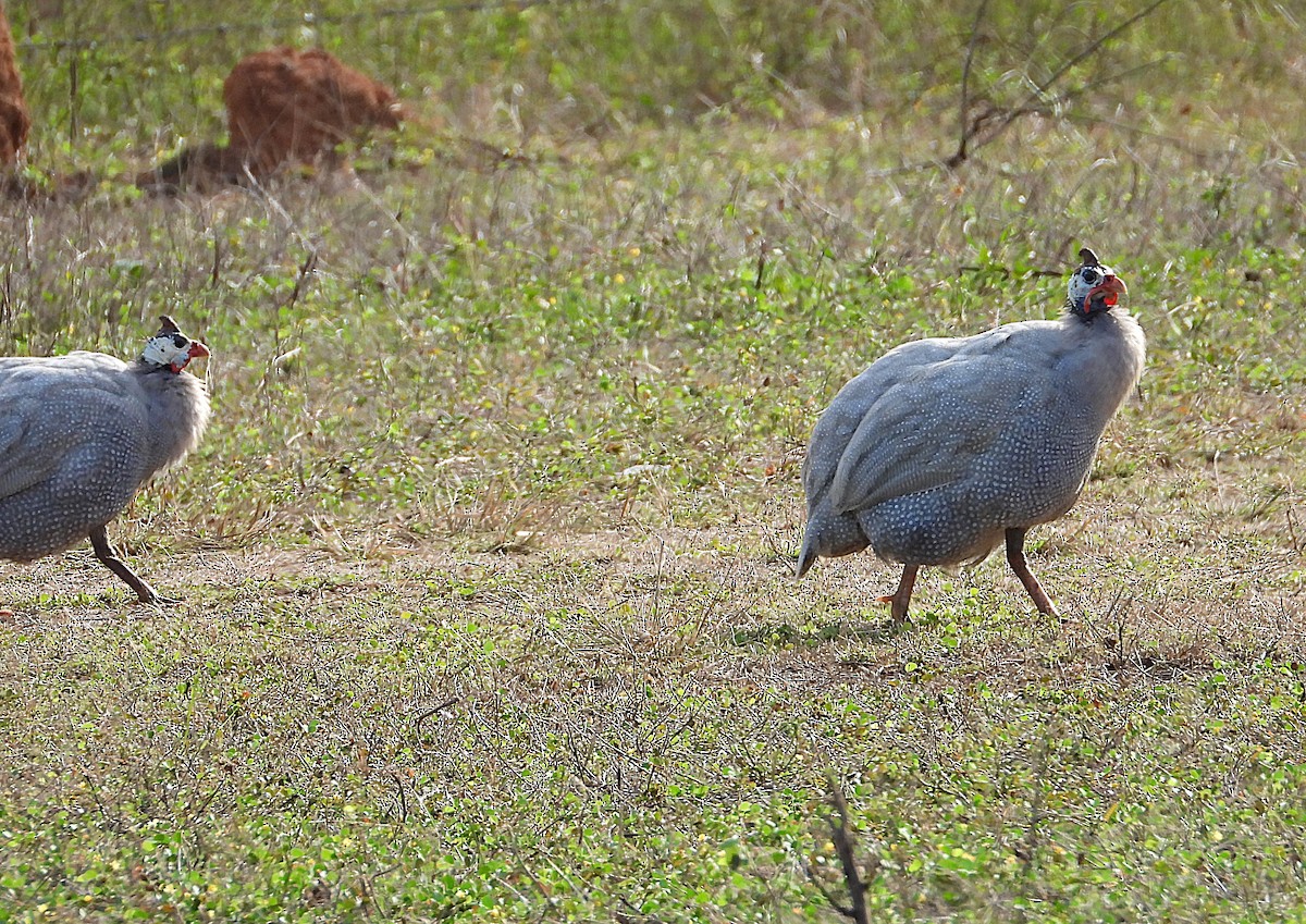 Helmeted Guineafowl (Domestic type) - ML638534117