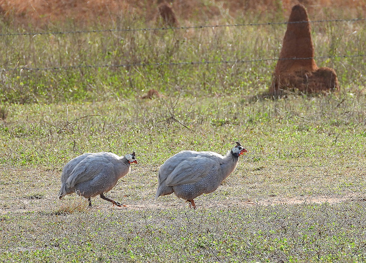 Helmeted Guineafowl (Domestic type) - ML638534120