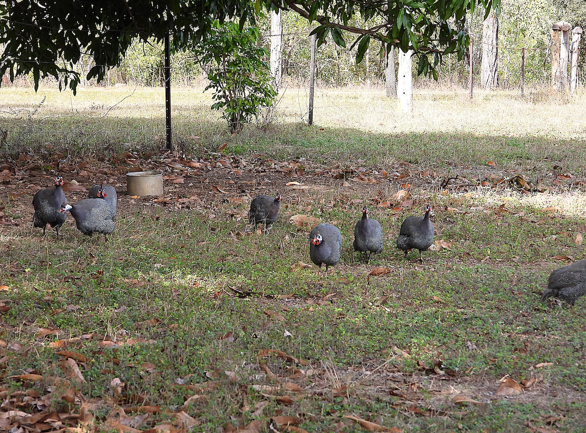 Helmeted Guineafowl (Domestic type) - ML638534122