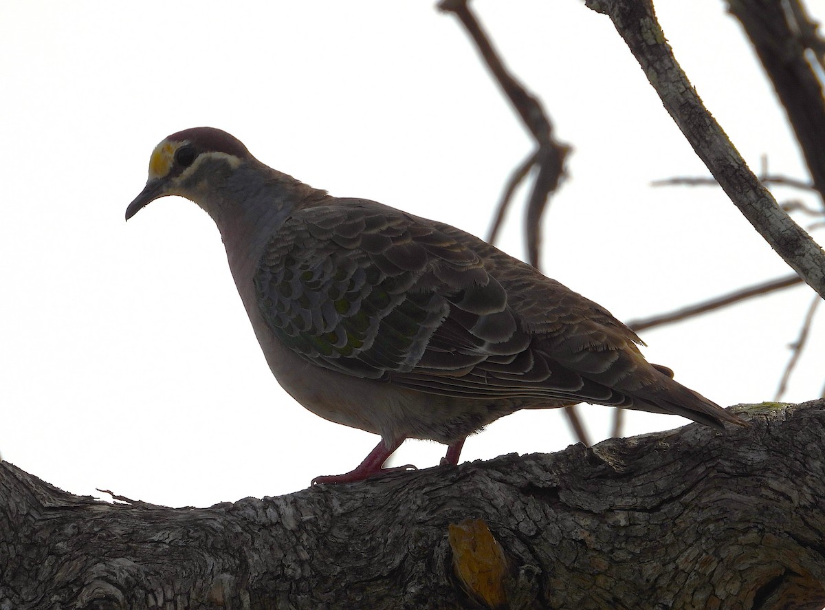 Common Bronzewing - ML638534125