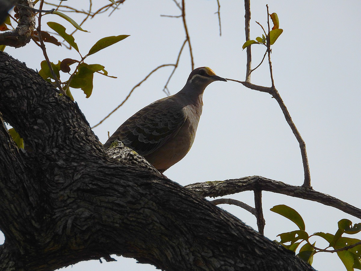 Common Bronzewing - ML638534126