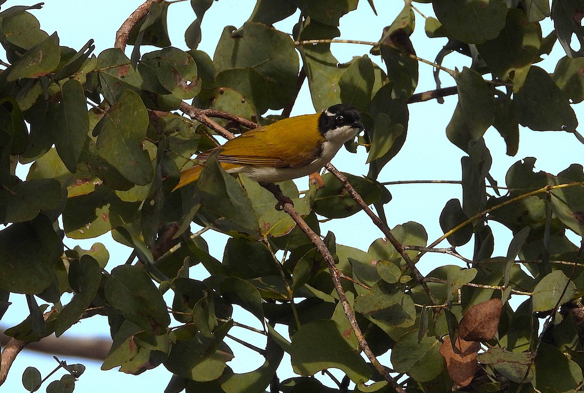 White-throated Honeyeater - ML638534141