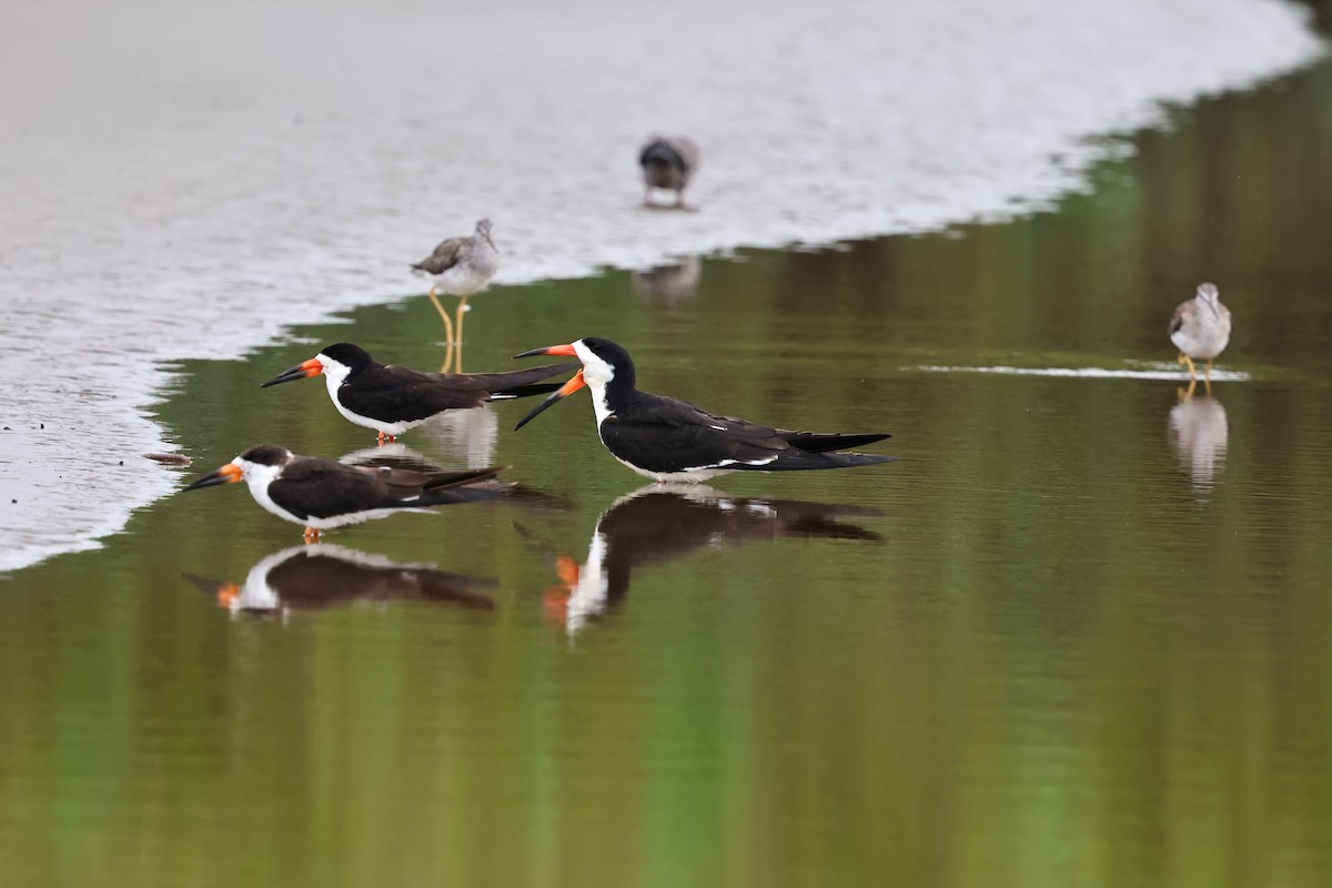 Black Skimmer - ML638534147