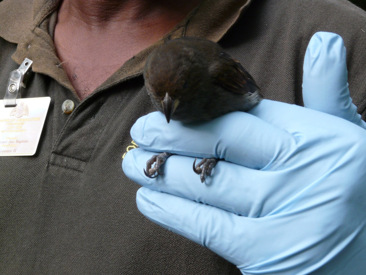 Lesser Antillean Bullfinch - ML638534168