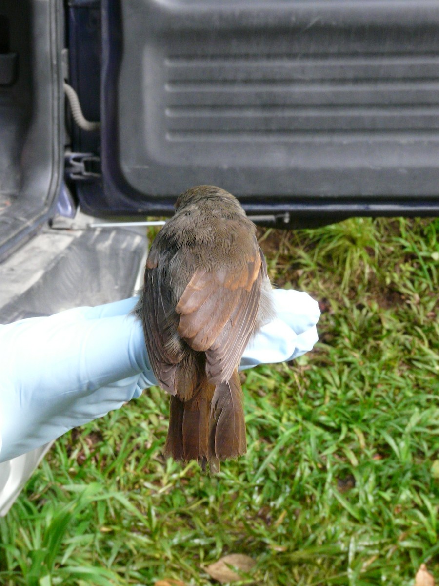 Lesser Antillean Bullfinch - ML638534176