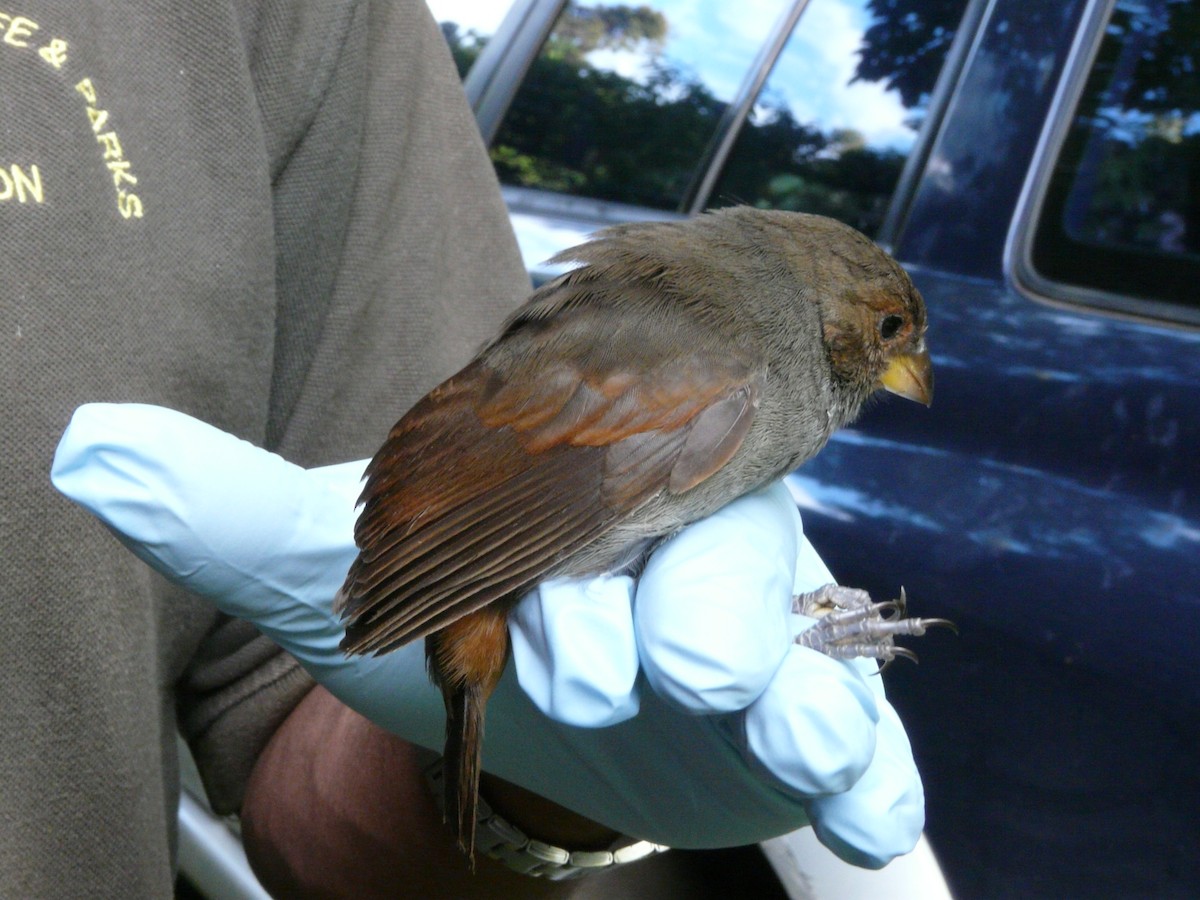Lesser Antillean Bullfinch - ML638534185