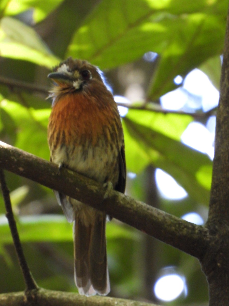 Moustached Puffbird - ML638534191