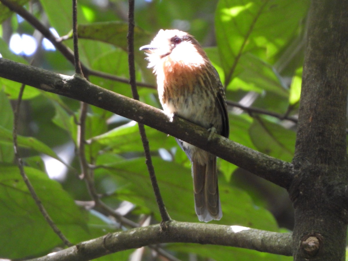 Moustached Puffbird - ML638534193