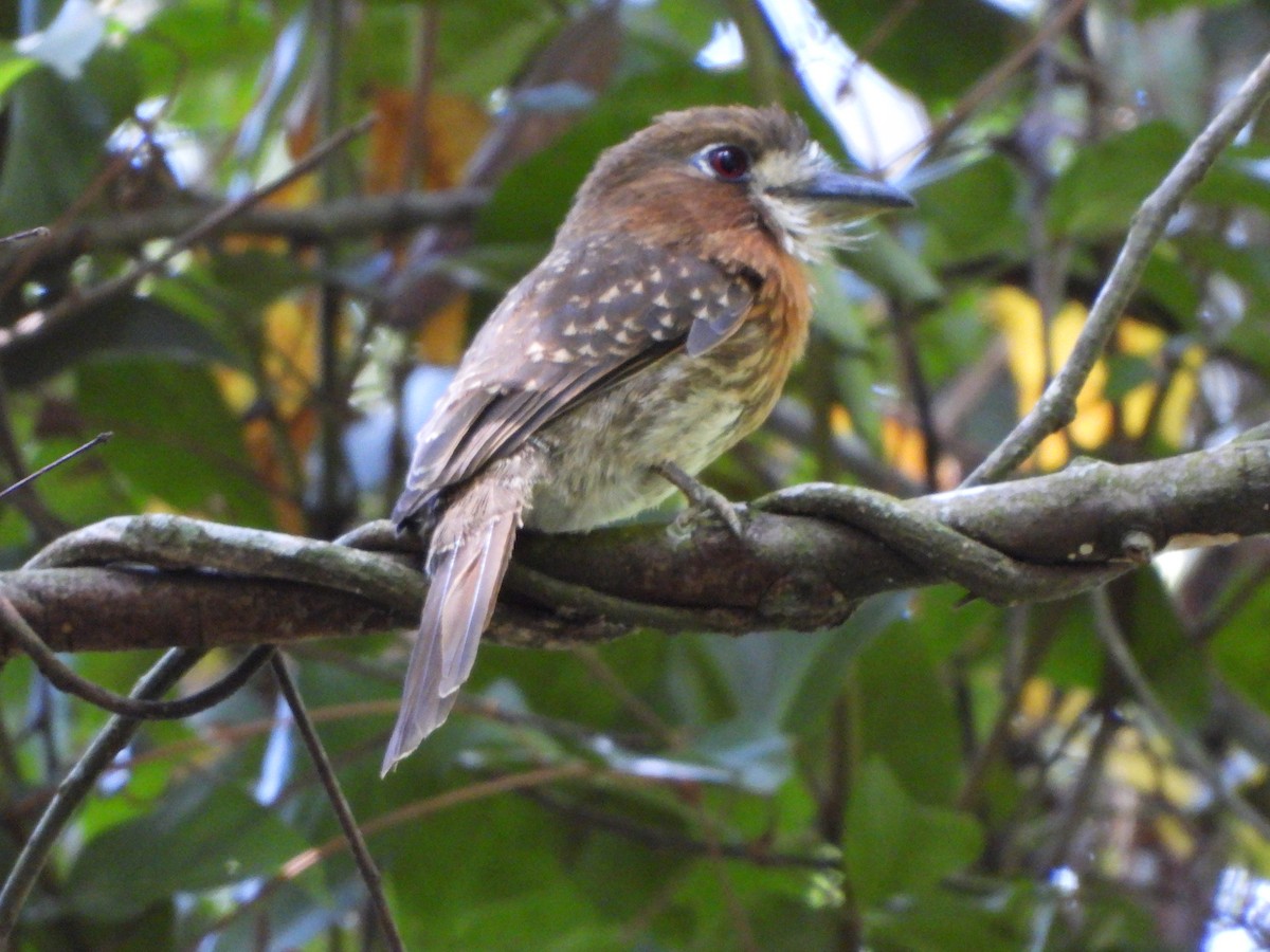 Moustached Puffbird - ML638534196