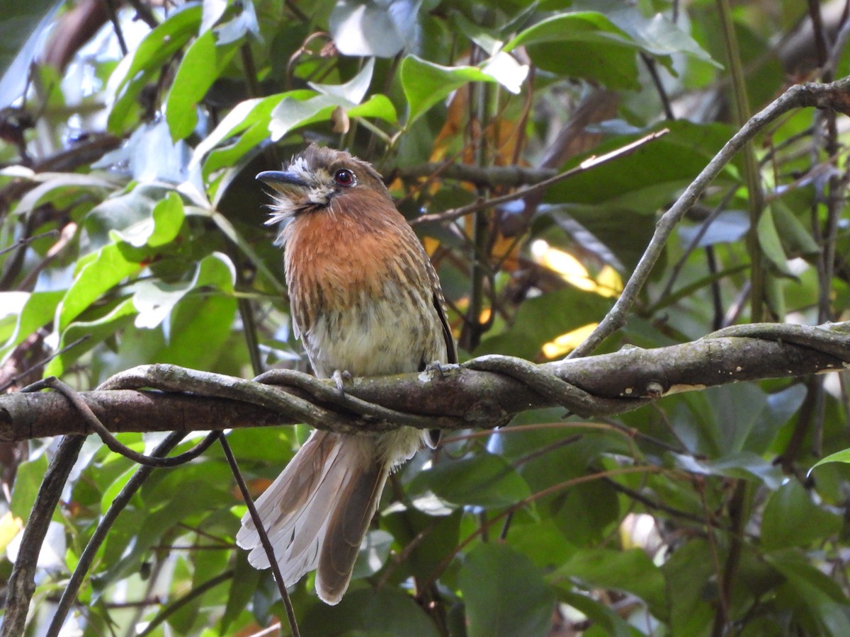 Moustached Puffbird - ML638534197