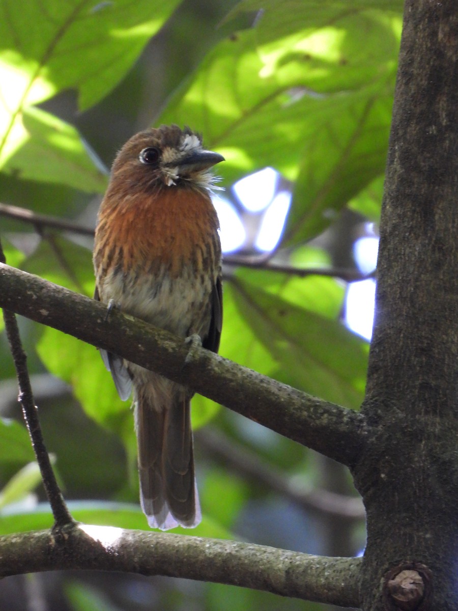 Moustached Puffbird - ML638534198