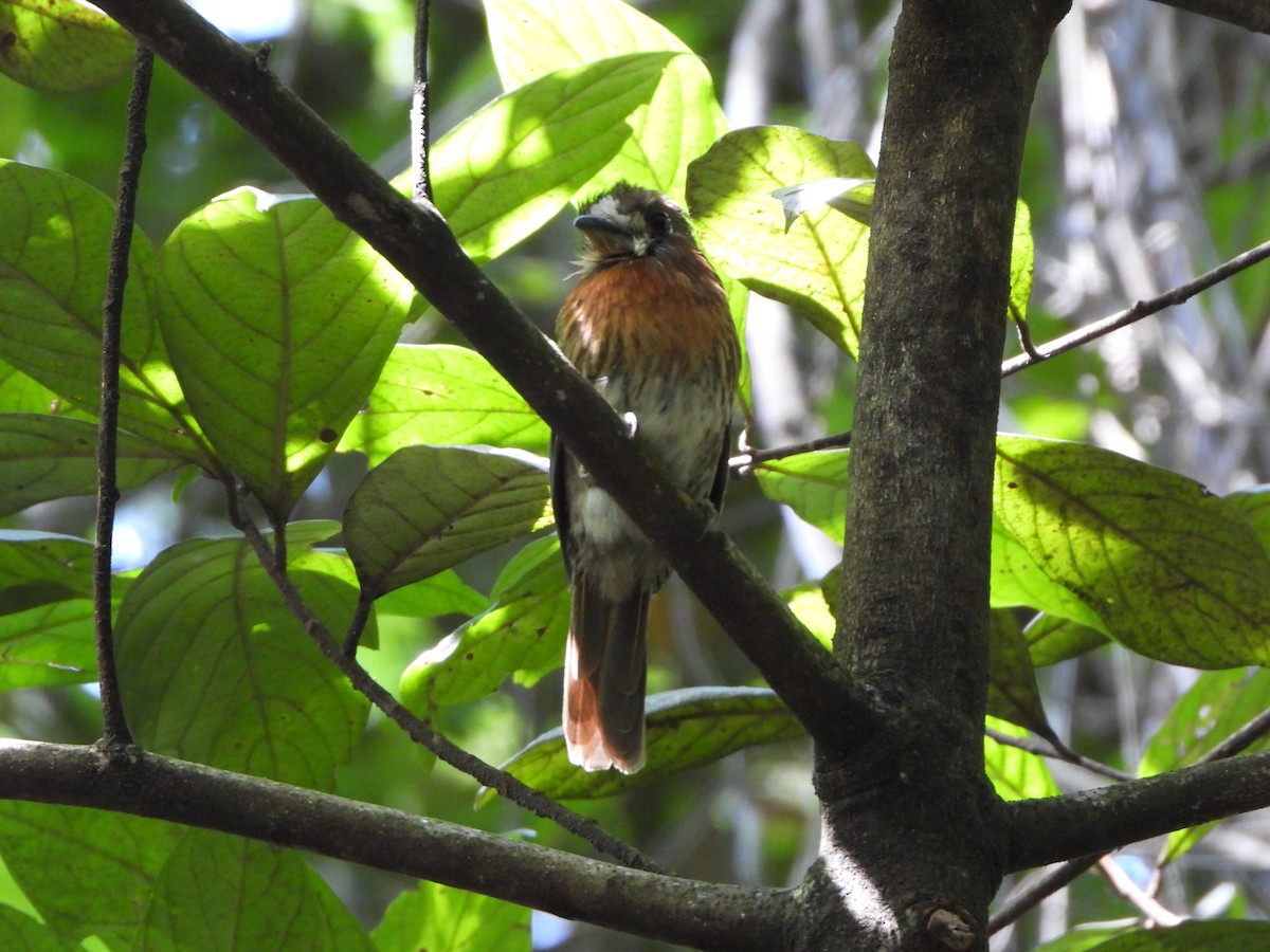 Moustached Puffbird - ML638534200
