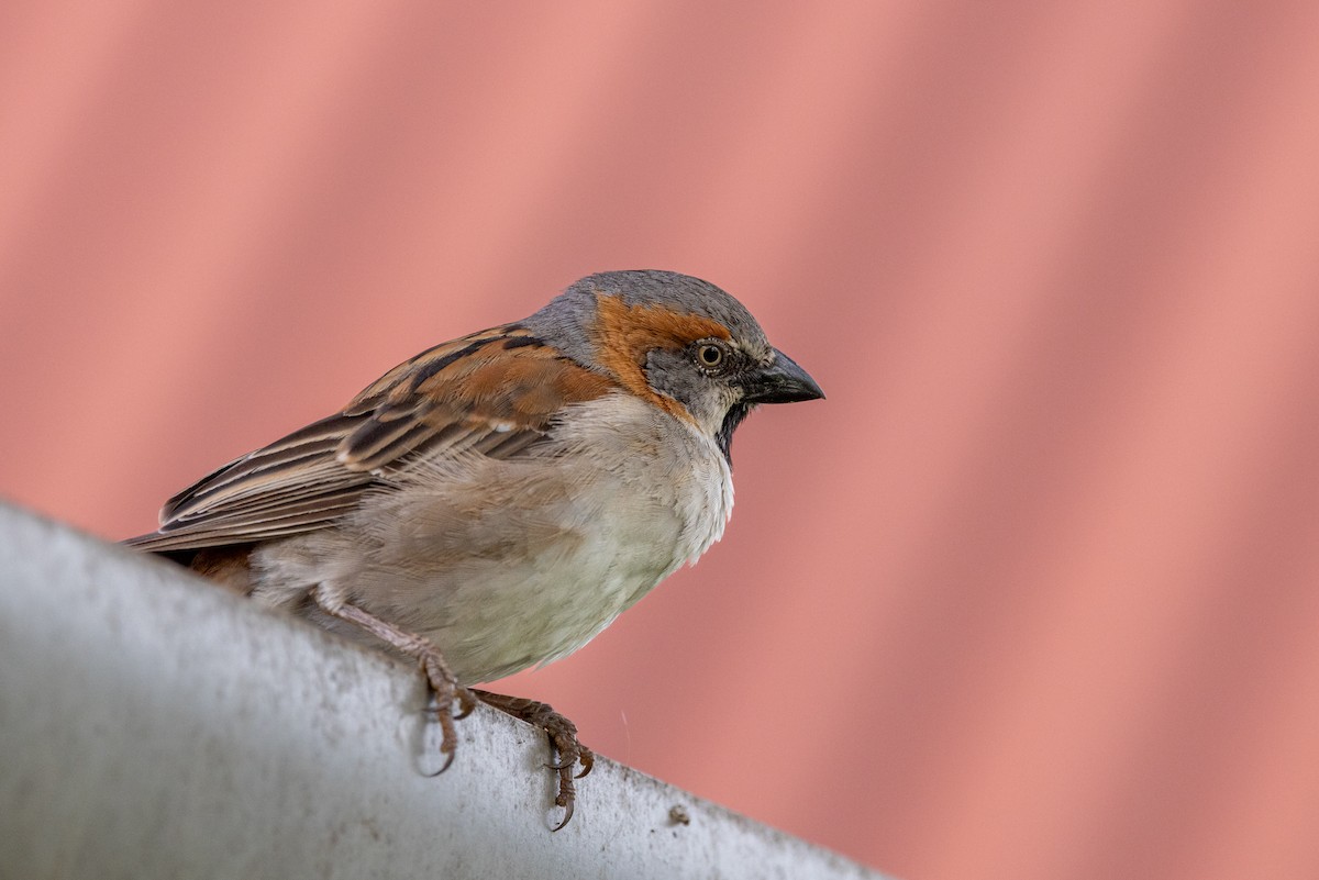 Kenya Rufous Sparrow - ML638534217